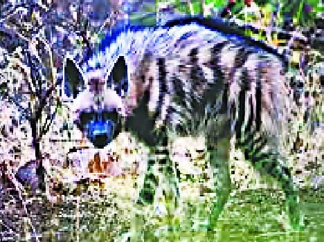 Hyena