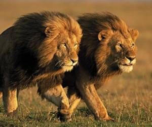 Lions to take birth in Etawah lion safari.