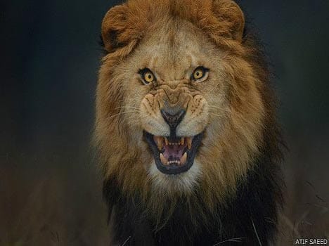 lion attack and real photo