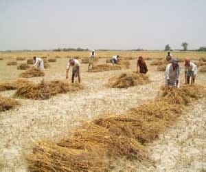 haryana cm manohar lal khattar big announcement for farmers