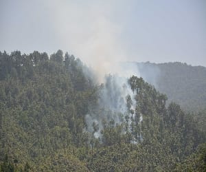 forest caught fire due to hot weather.