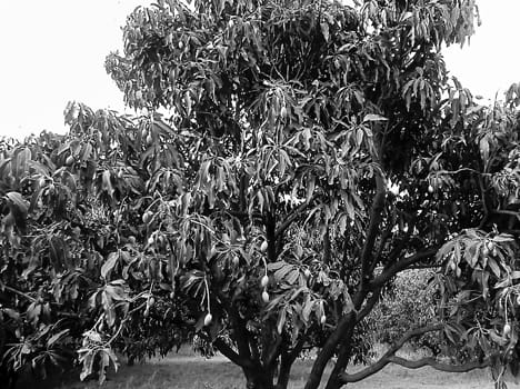 Unseasonable rain too nervous common