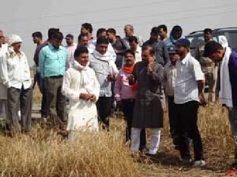 MLA see the crops 
