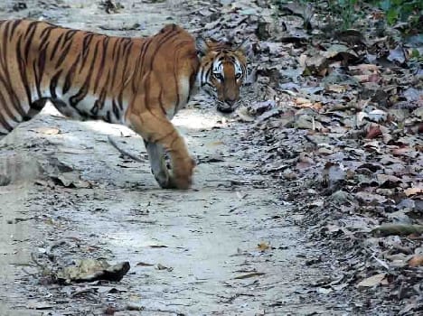 Vice president of the state Syus Seen in the Dudhwa Tiger