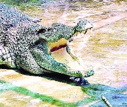 ... In the Dudhwa not swallowed crocodile dragon !