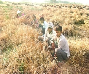 rain washes away farmers' hopes