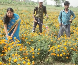 Cultivation of marigold