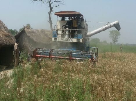 In the shadow of bayonets cut wheat crop