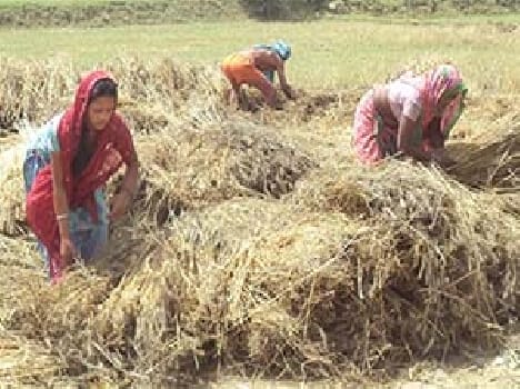The struggle to save one grain crops waste