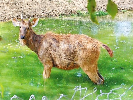 Animal disease spreads to humans, 48 ill