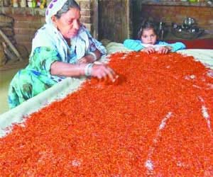 kesar crops in aligarh district by farmer jallaluddin