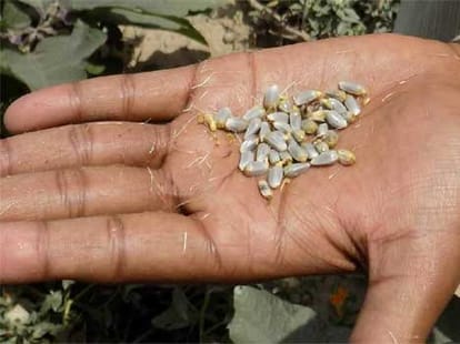 kesar crops in aligarh district by farmer jallaluddin