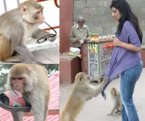 Monkeys attack on student returning from school.