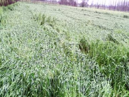 16 thousands per hectare loss in agriculture due to rain