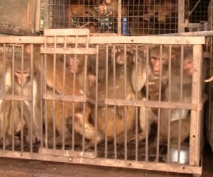 Sterilization of monkeys cruelty in himachal.