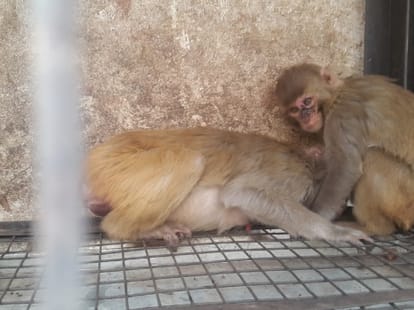 Sterilization of monkeys cruelty in himachal.