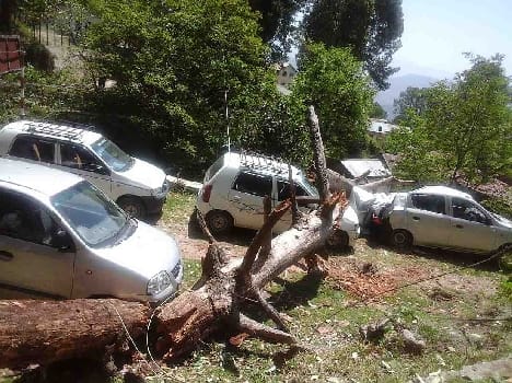 Trees fell on cars in Ranikhet