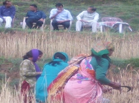 Dm saw crop cutting