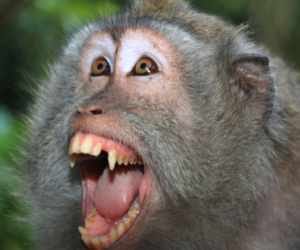 The death of former officer from monkeys attack in himachal.