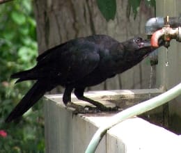 Bujaagi hunger-thirst of birds Nature