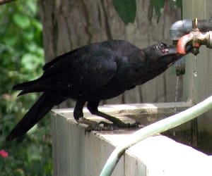 keep Humanity with Birds. 