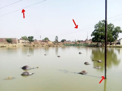 Hightension line pond In the kernel , 10 buffalo dying