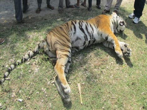 tiger