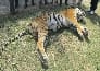 tiger death
