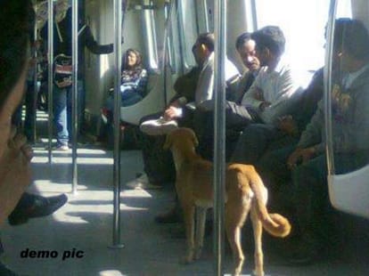 commotion when the dog has entered metro