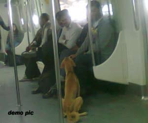 commotion when the dog has entered metro