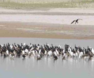 28 bird species left uttarakhand.