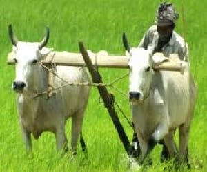 16 thousands per hectare loss in agriculture due to rain