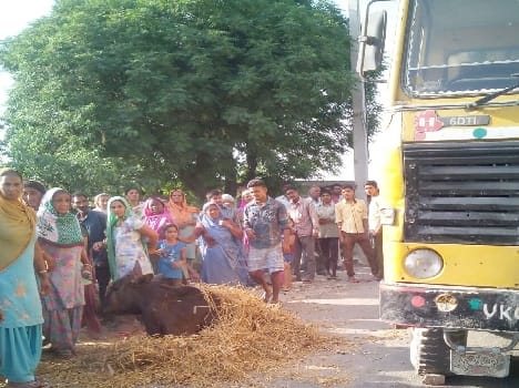 Dumper thrashed the animals, the death of a cow