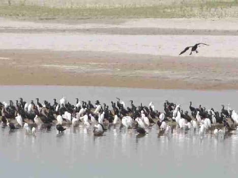 Siberian birds are beginning to return home