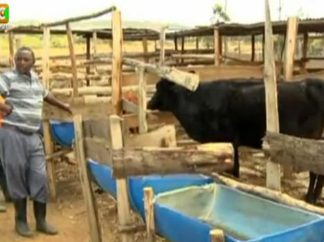 a cow huntting of sheep in kenia