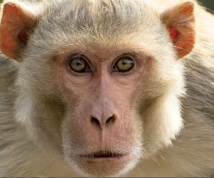 monkey attacked woman at shimla.