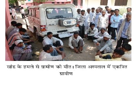 Bull attacked, the death of the farmer