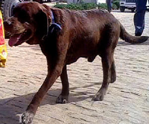 Don gang saving lives in napal earth quake