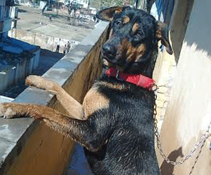 FIR on missing dog in Kanpur
