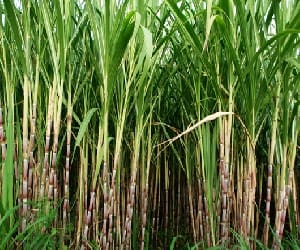 sugarcane farmers uttar pradesh