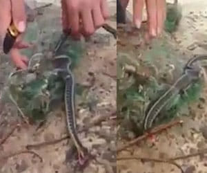 moment when snake regurgitates a frog