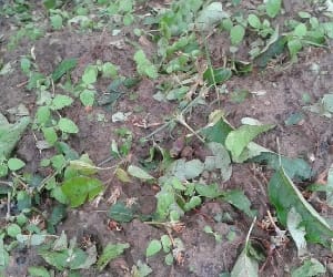 Crop damaged due to hailstorm rain in himachal.