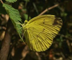 rare butterfly eurema andersonii.