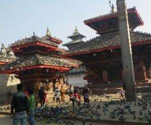 pigeons turned restless during earthquake