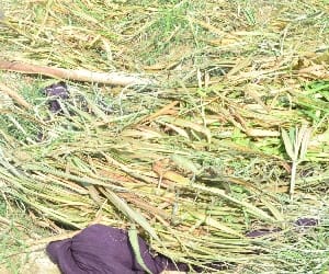 crop ruined in rain, report within a week