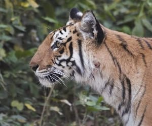 Save own cow man fight with tiger