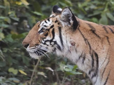 There wounded tigress