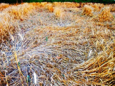 The survey was not, nor cut crop