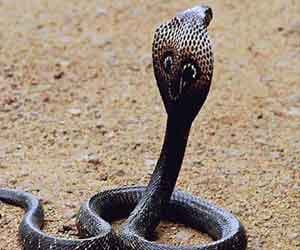 cobra will attack after monsoon.