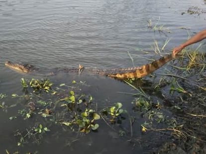 crocodile attack on a women in baharaich